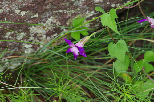 Tall morning-glory (Ipomoea purpurea)