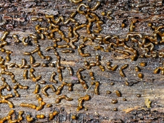 Willkommlangea reticulata