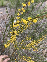 Acacia juncifolia