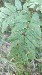 Gymnosporangium cornutum