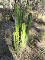 Cereus hildmannianus