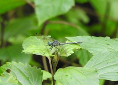 Hylaeothemis apicalis