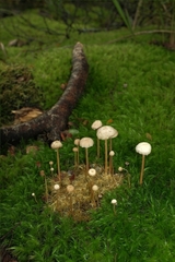 Laccaria masoniae