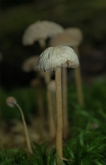 Laccaria masoniae