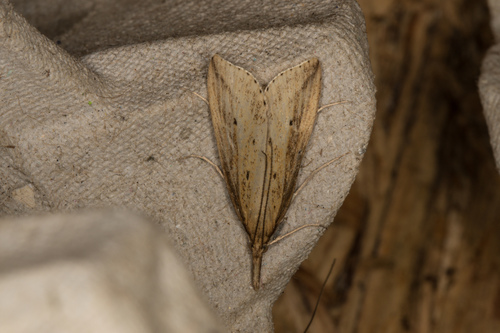 Pale Water-veneer, photo 2 of 10
