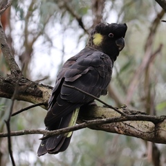 Zanda funerea funerea