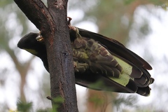 Zanda funerea funerea