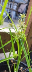 Cyperus engelmannii