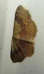 Leptostales ferruminaria