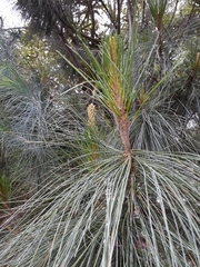 Pinus ayacahuite