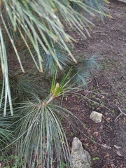 Pinus ayacahuite