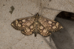 Anania coronata