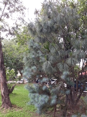 Pinus ayacahuite