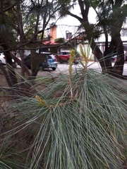 Pinus ayacahuite