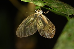 Haetera piera