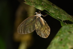 Haetera piera
