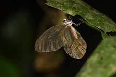 Haetera piera