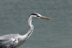 Ardea cinerea