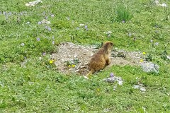 Marmota