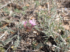 Astragalus angarensis