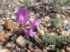 Astragalus angarensis