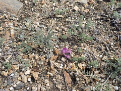 Astragalus angarensis