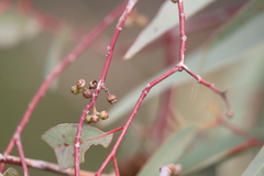 Eucalyptus camaldulensis arida