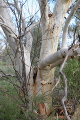 Eucalyptus camaldulensis arida