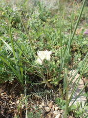 Linaria buriatica
