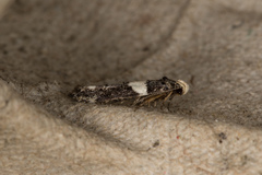 Recurvaria leucatella