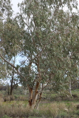 Eucalyptus camaldulensis arida