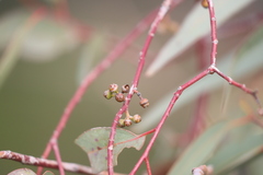 Eucalyptus camaldulensis arida