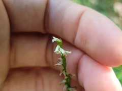 Spiranthes lacera