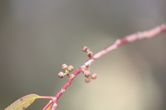 Eucalyptus camaldulensis arida