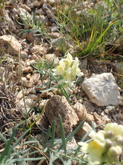 Linaria buriatica