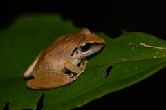 Pristimantis reichlei