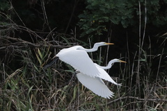 Ardea alba