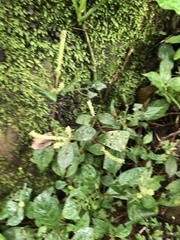 Cyathula achyranthoides