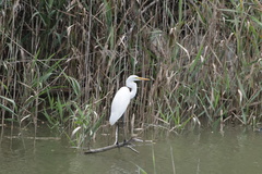 Ardea alba