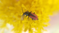 Malachius mariae