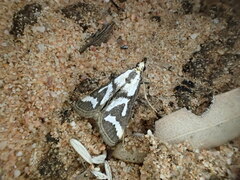 Metallarcha thiophara