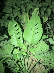 Monstera lechleriana