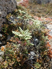 Dracocephalum pinnatum