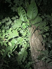 Monstera lechleriana