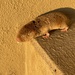 Natal Mole-Rat - Photo (c) Alvaro Jaramillo, some rights reserved (CC BY-NC), uploaded by Alvaro Jaramillo