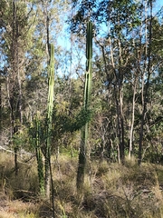 Cereus hildmannianus