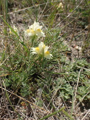 Linaria buriatica