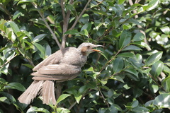 Hypsipetes amaurotis