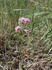 Limonium flexuosum