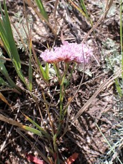Limonium flexuosum